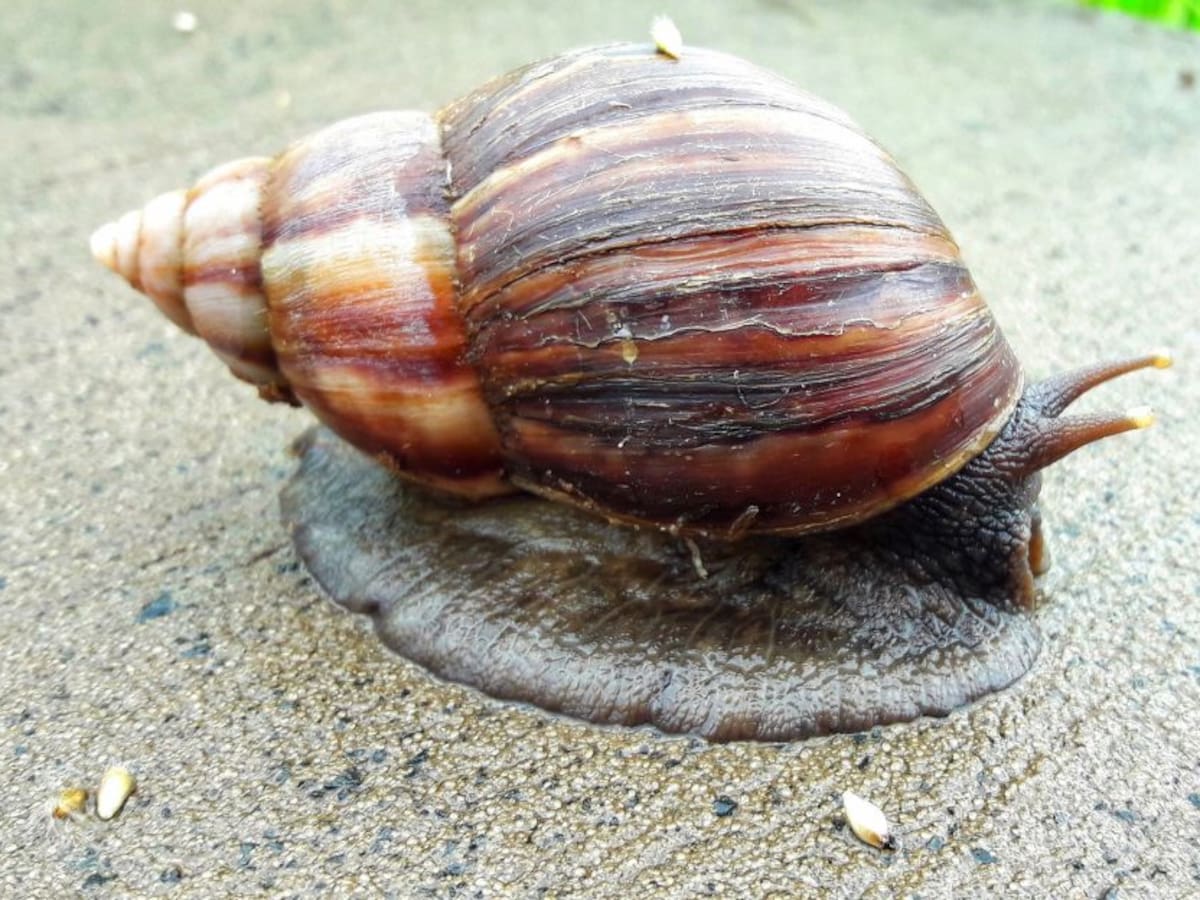 Realizarán jornadas de prevención y control del Caracol Africano