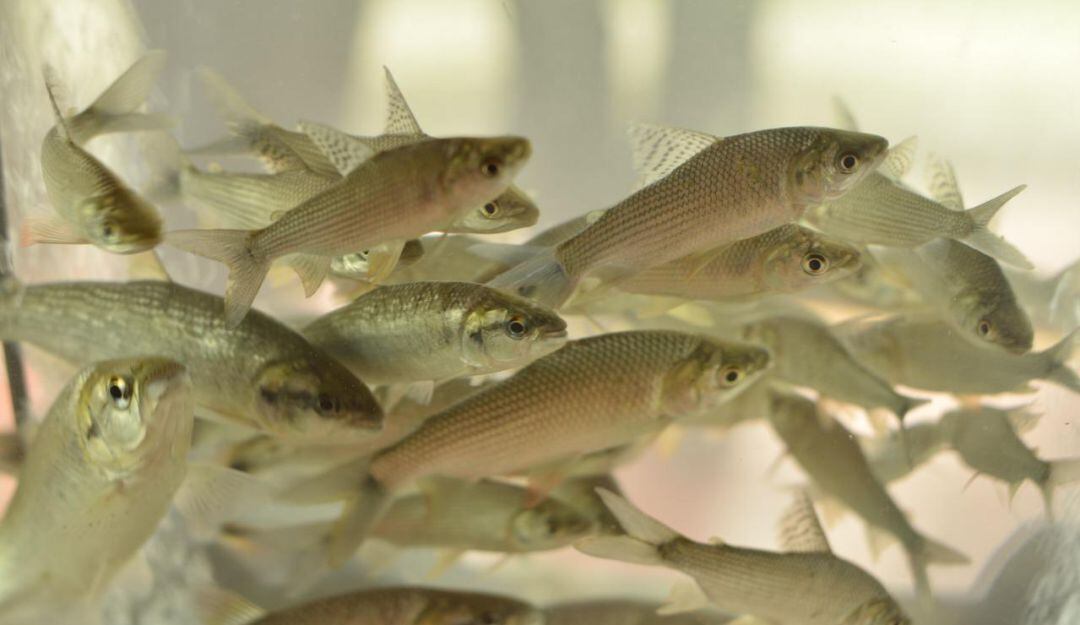 Jornada de sembrado de alevinos