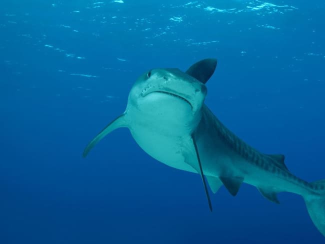 Científicos descubren el misterio de los tiburones que brillan a oscuras