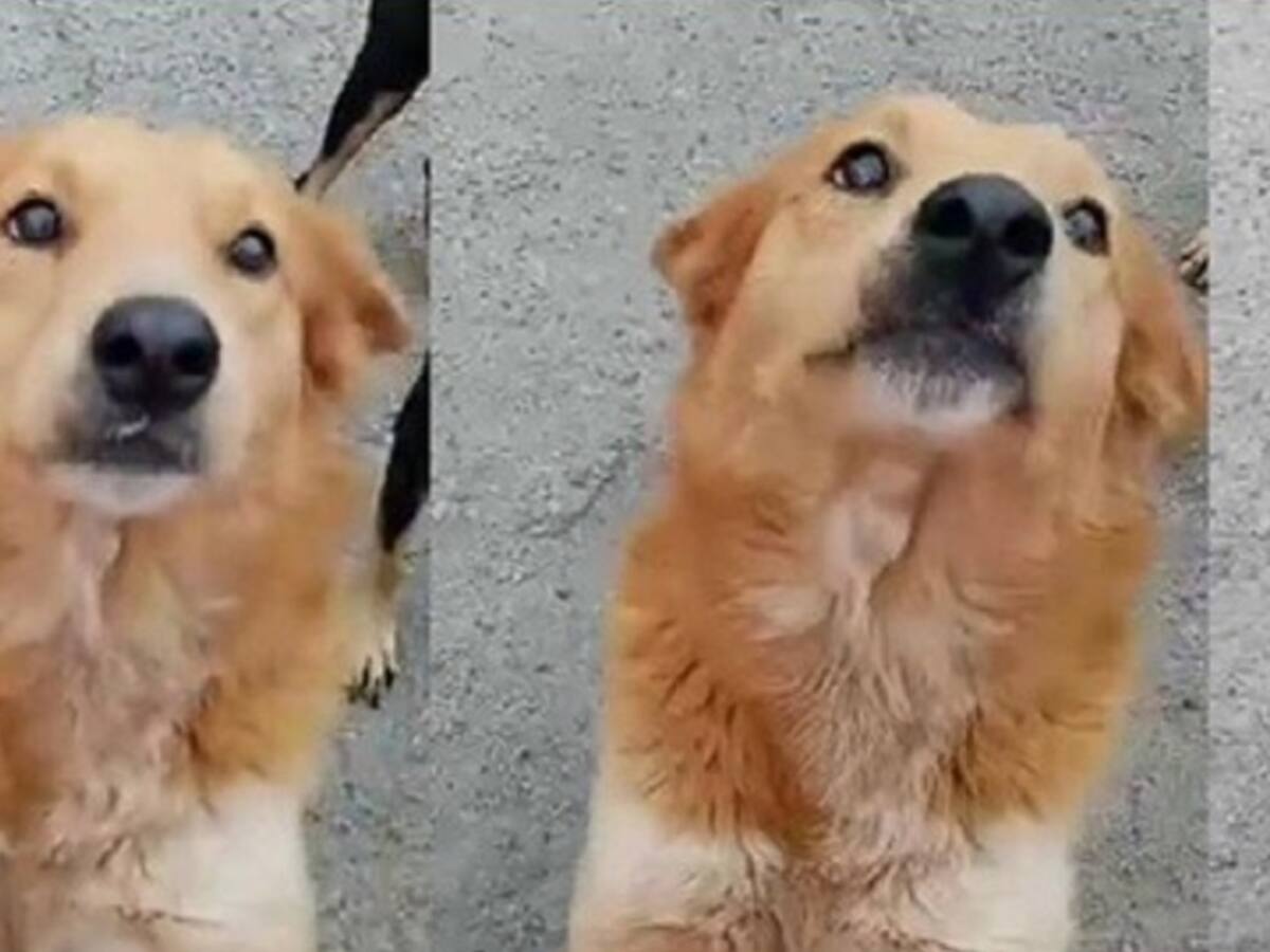 Impactante caso de zoofilia en México