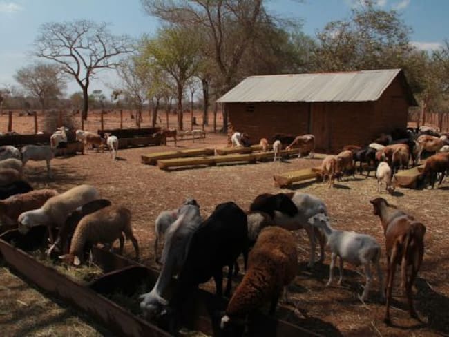 Ganado ovino y caprino en La Guajira