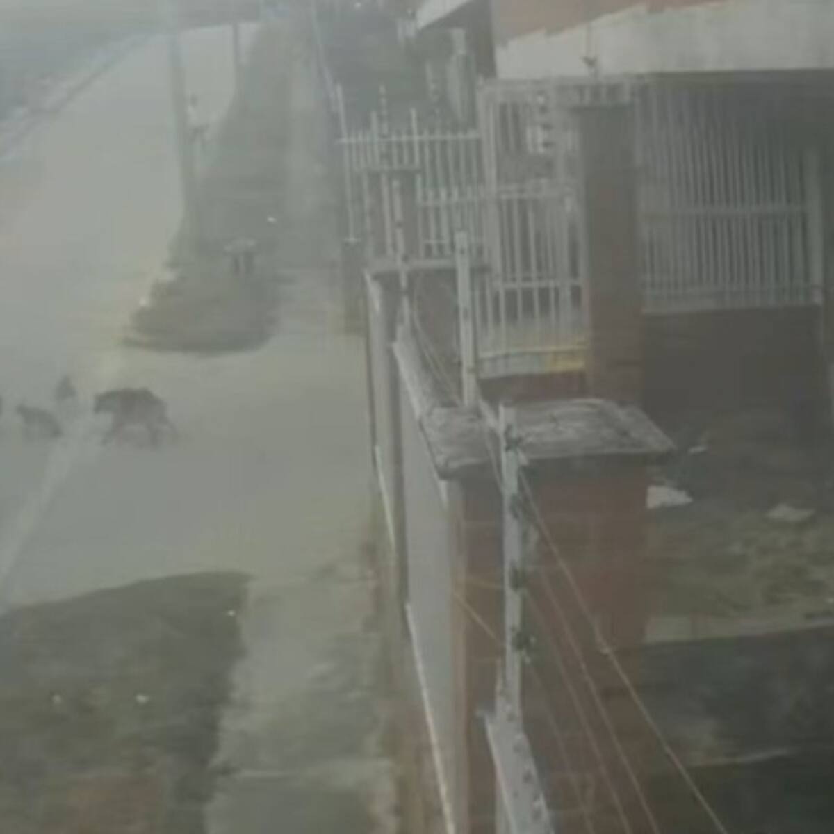 En VIDEO: Nuevo ataque de perros en Miramar, en Barranquilla