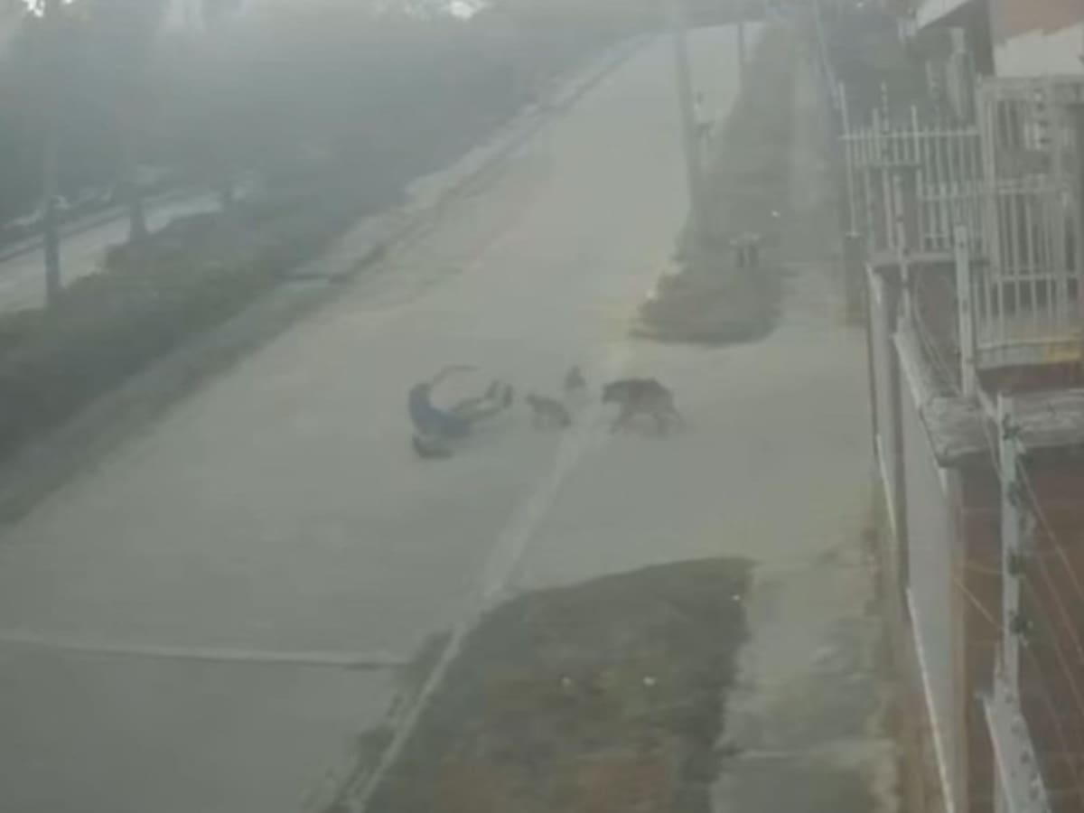 En VIDEO: Nuevo ataque de perros en Miramar, en Barranquilla