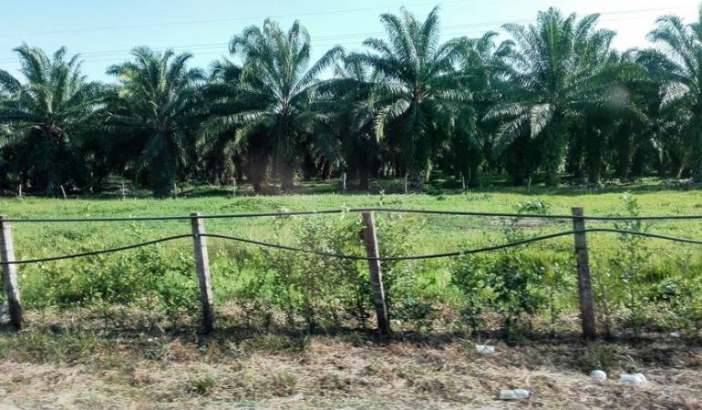 Cultivos de palma de aceite en el Catatumbo