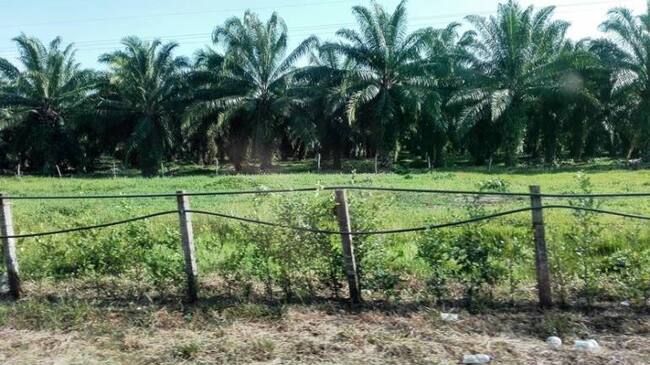Cultivos de palma de aceite en el Catatumbo