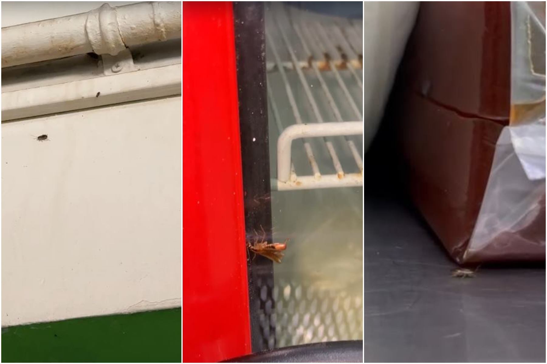 Cucarachas en una panadería de Ibagué