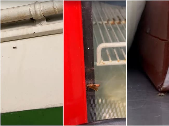 Cucarachas en una panadería de Ibagué