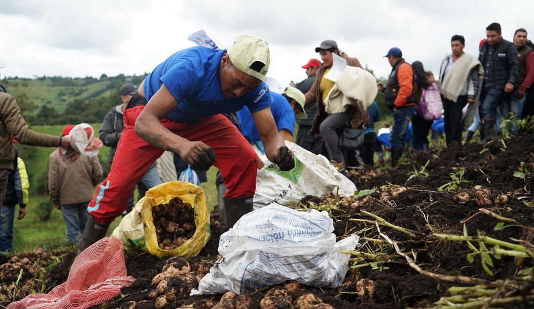 Cultivadores de papa en Nariño