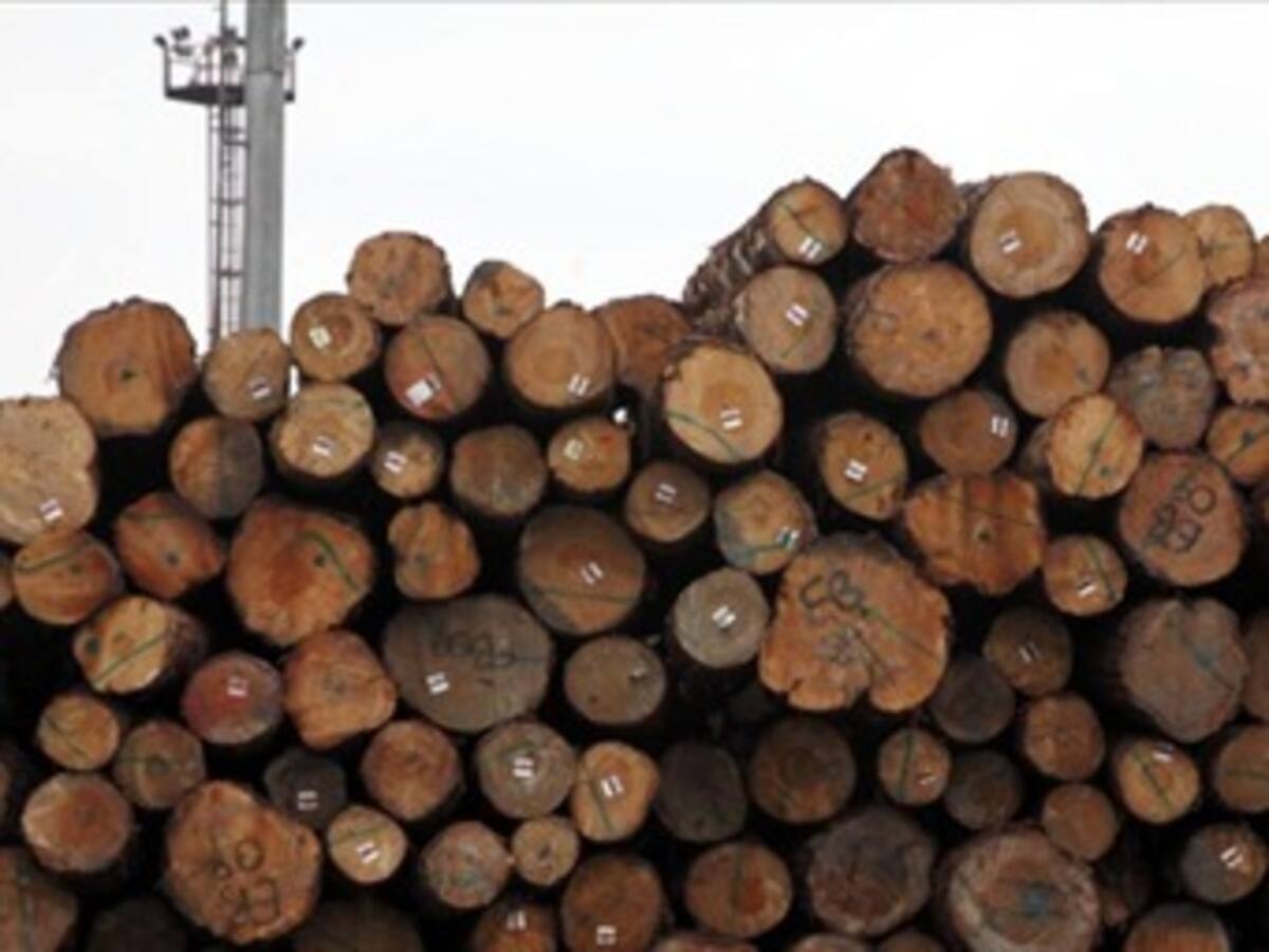 Autoridades, en alerta por incremento de madera ilegal incautada