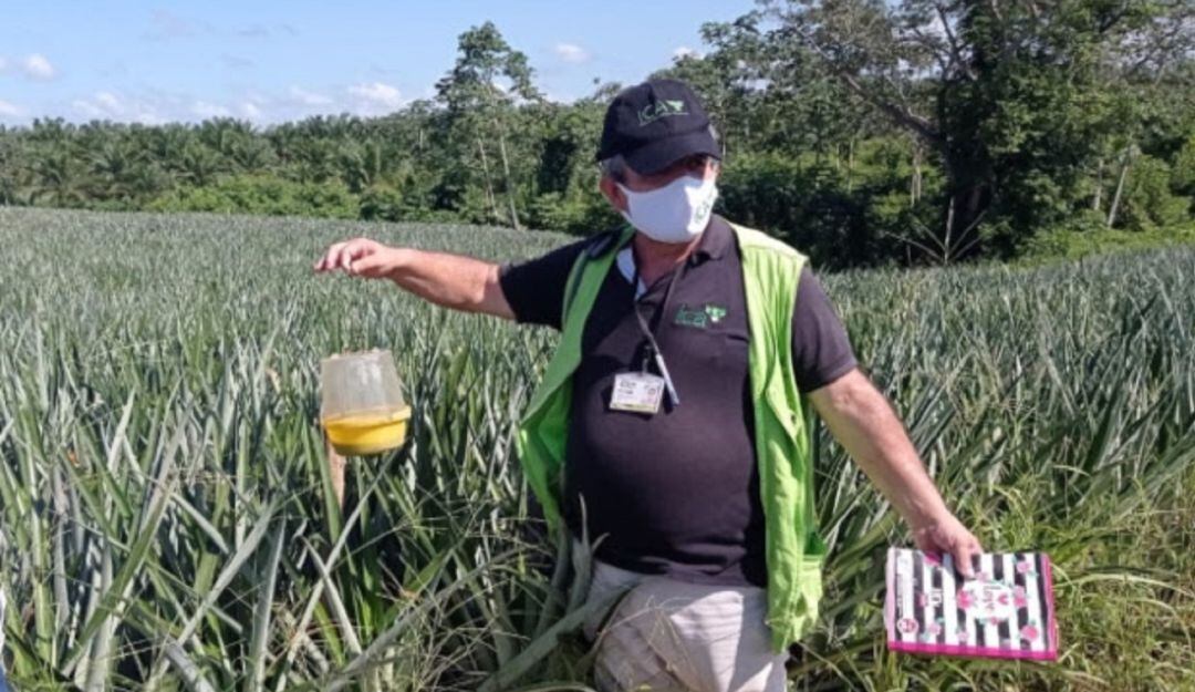 Monitoreo moscas de la fruta en zona rural de María La Baja