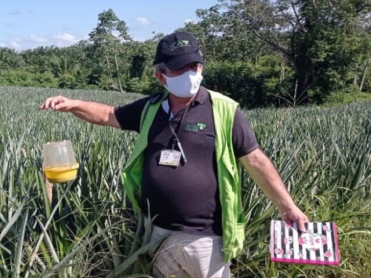 El ICA adelanta supervisión a las moscas de la fruta en Bolívar