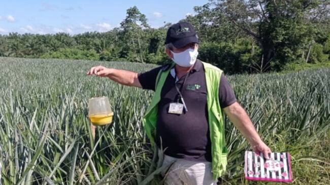 Monitoreo moscas de la fruta en zona rural de María La Baja