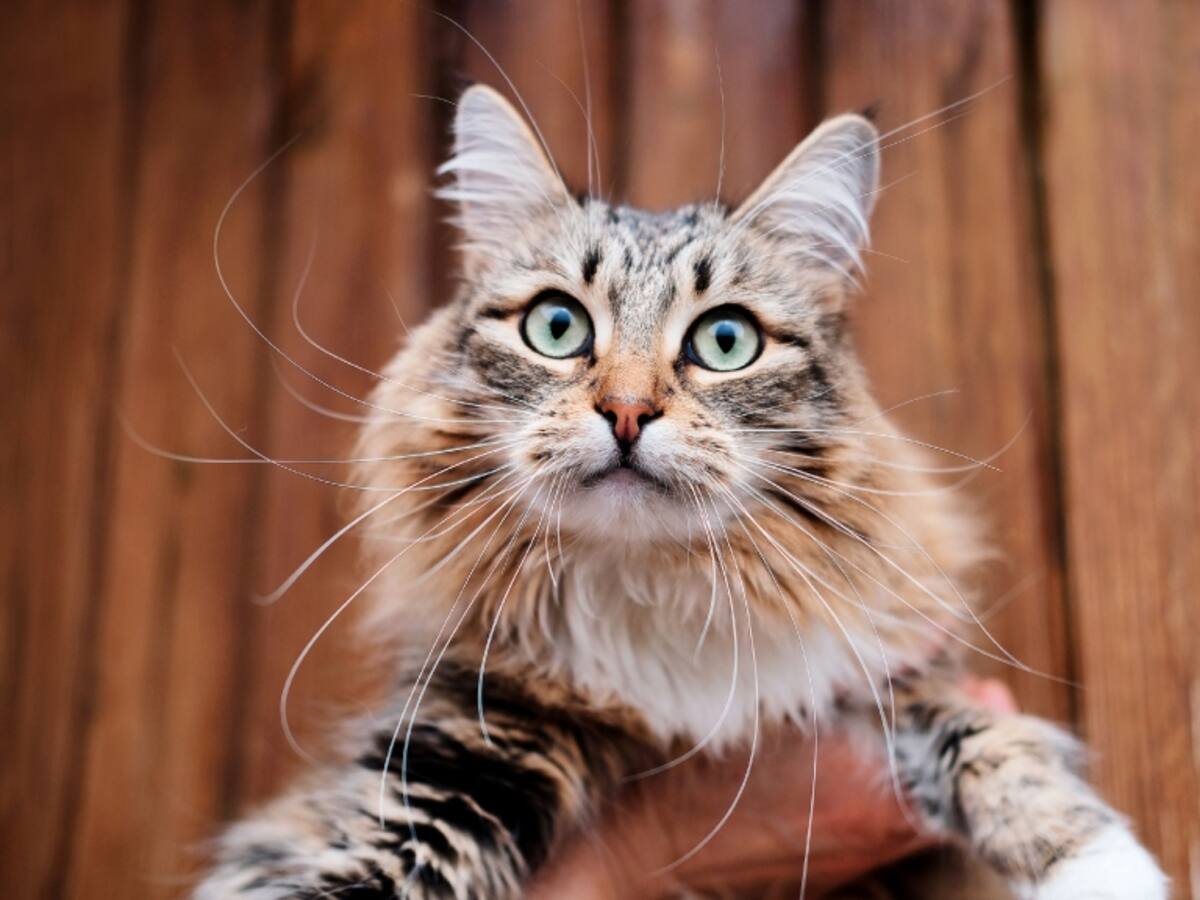 Gatos: ¿qué pasa si le corta o arranca los bigotes?
