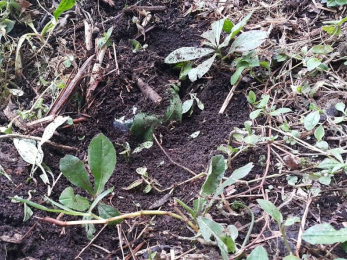 Un indígena herido por mina antipersonal en Guaviare