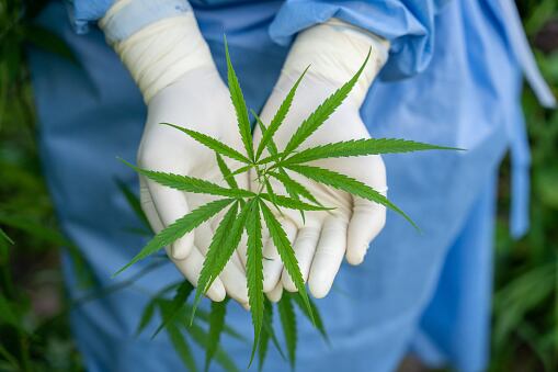 ¿En vilo la industria del Cannabis en Colombia? Foto: Getty
