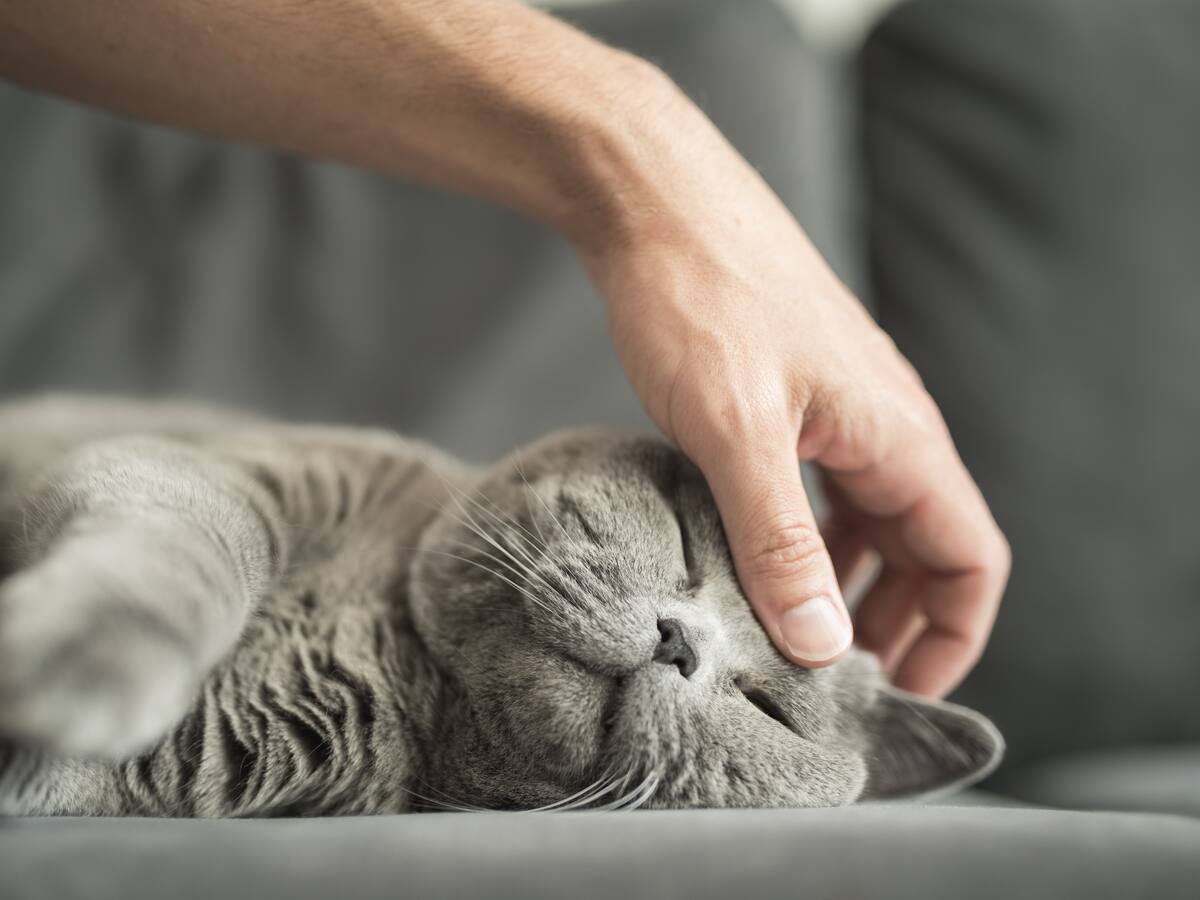 ¿En qué parte debería acariciar un gato? Esto dice la ciencia: ¡La barriga y la cola no!