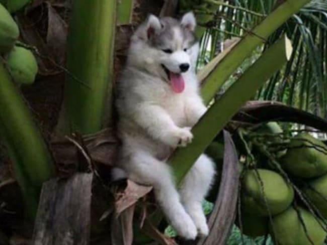 [Fotos] ¡Ni los animales se salvan! Los memes del Husky atascado en una palmera