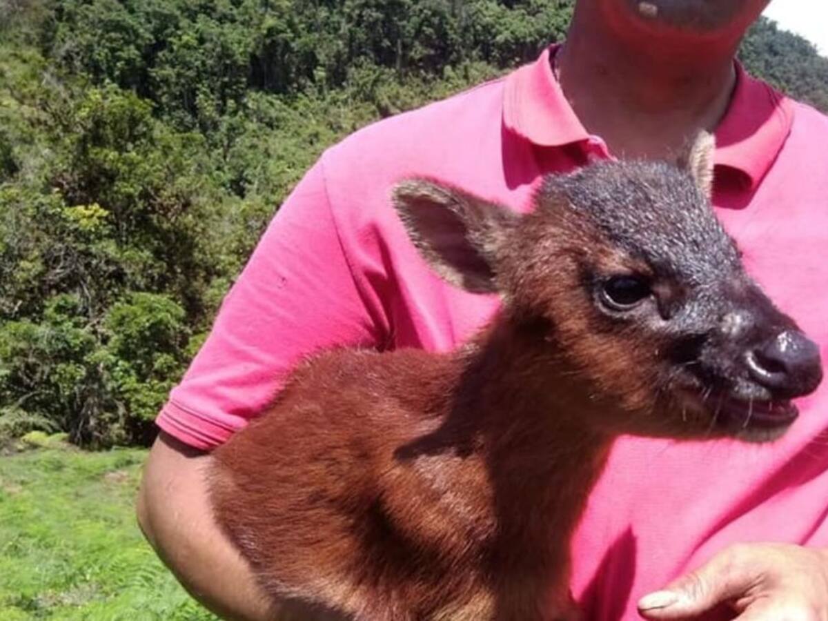 En Pandemia se han recuperado 407 especímenes de fauna silvestre en Huila