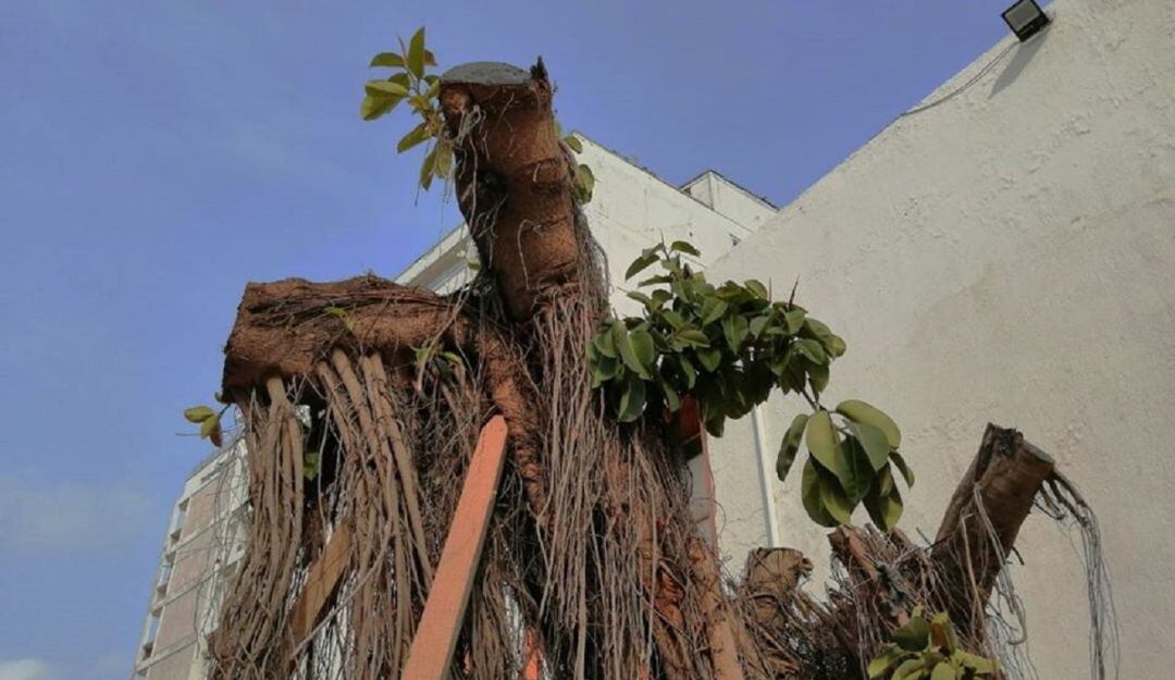 La Fundación Verde que te quiero Verde denunció que el proceso de resiembra se ha visto afectado por el descuido de las autoridades