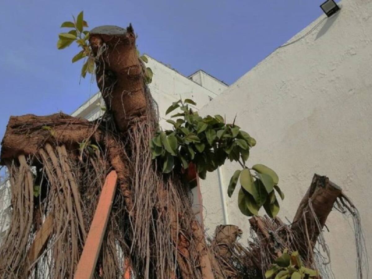 Denunciaron presunta negligencia en recuperación del ‘Palito de Caucho’