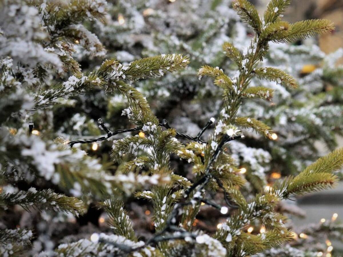 Este fin de semana inicia la recolecta de árboles de navidad en Holanda