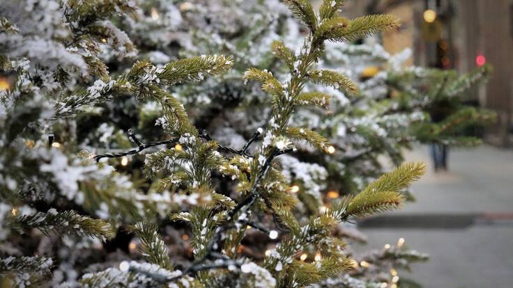 Este fin de semana inicia la recolecta de árboles de navidad en Holanda