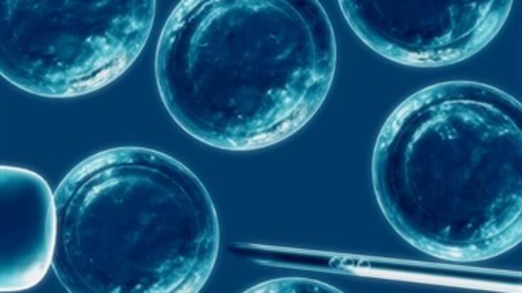 Científicos consiguen por primera vez células madre humanas por clonación