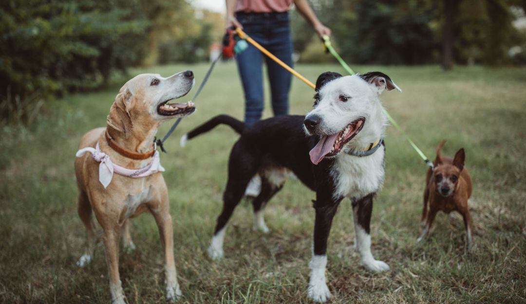 ¿Puedo sacar a mi mascota al parque durante la cuarentena?