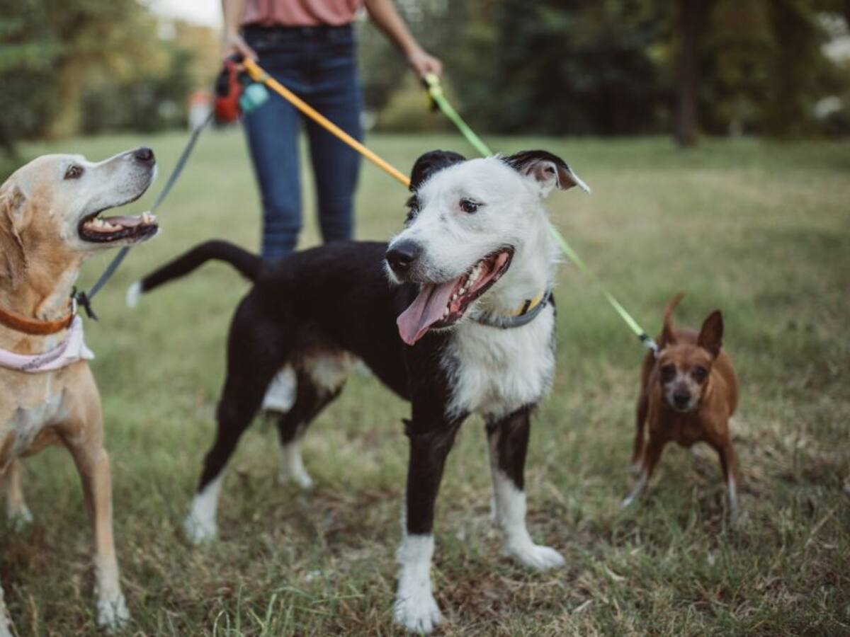 ¿Puedo sacar a mi mascota al parque durante la cuarentena en Bogotá?