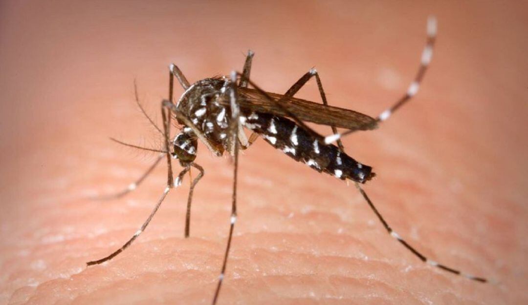 Autoridades en alerta por aumento en casos de Dengue