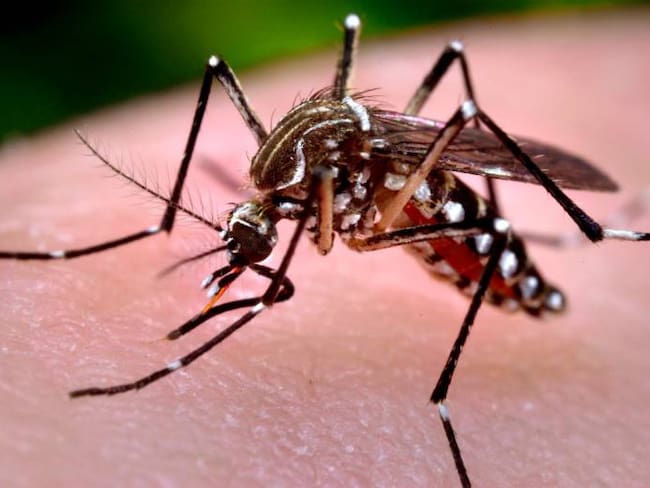 En el Poblado habrá liberación mosquitos para combatir el dengue