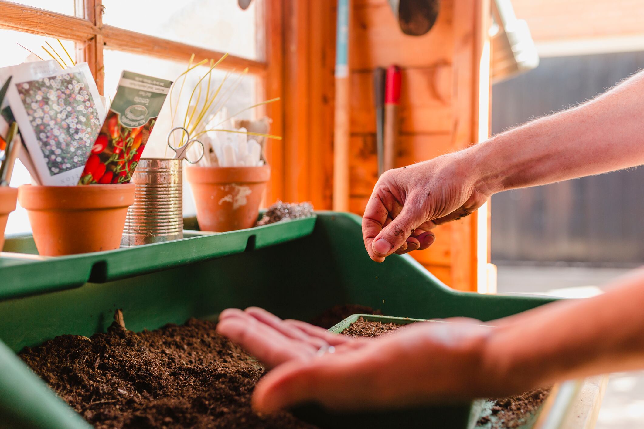 Persona plantando semillas (Foto vía Getty Images)