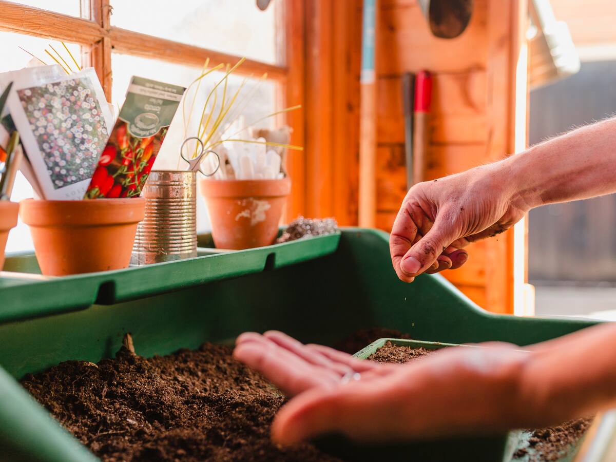 Esta es la semilla que más tiene magnesio y se cultiva en Colombia: ¿Cómo se consume?