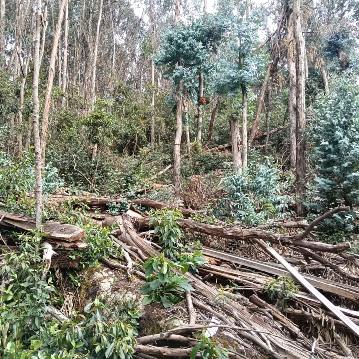 Frenaron tala ilegal y daños a especies protegidas en los Cerros Orientales de Bogotá