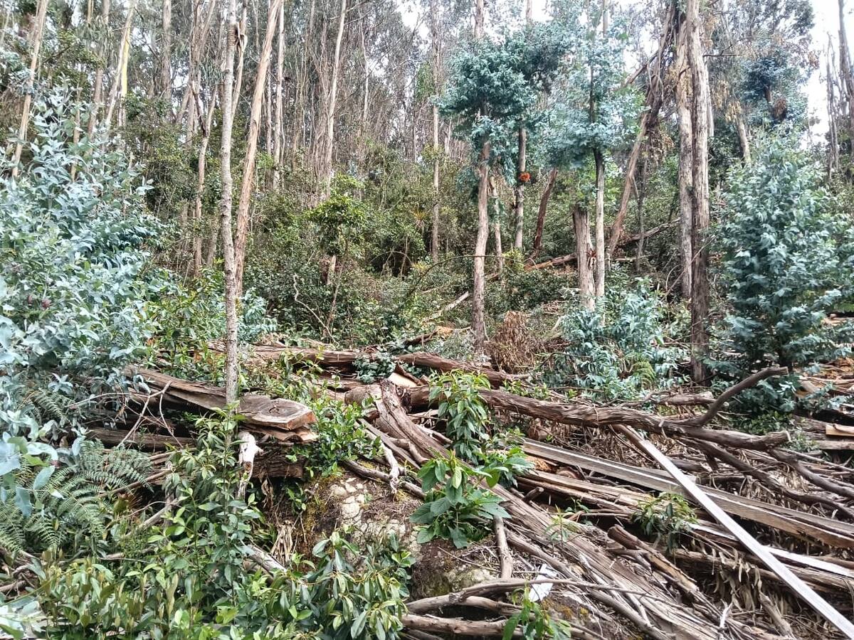 Frenaron tala ilegal y daños a especies protegidas en los Cerros Orientales de Bogotá