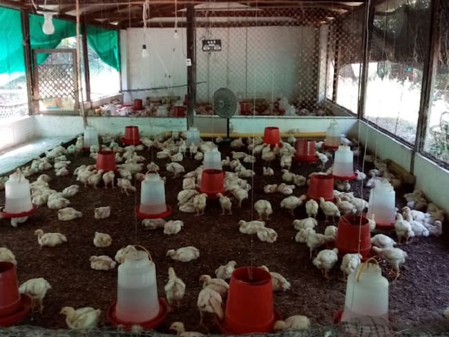 Granja avícola de la Asociación de Productores Agrícolas y Pecuarios del Municipio de San Diego (Cesar).