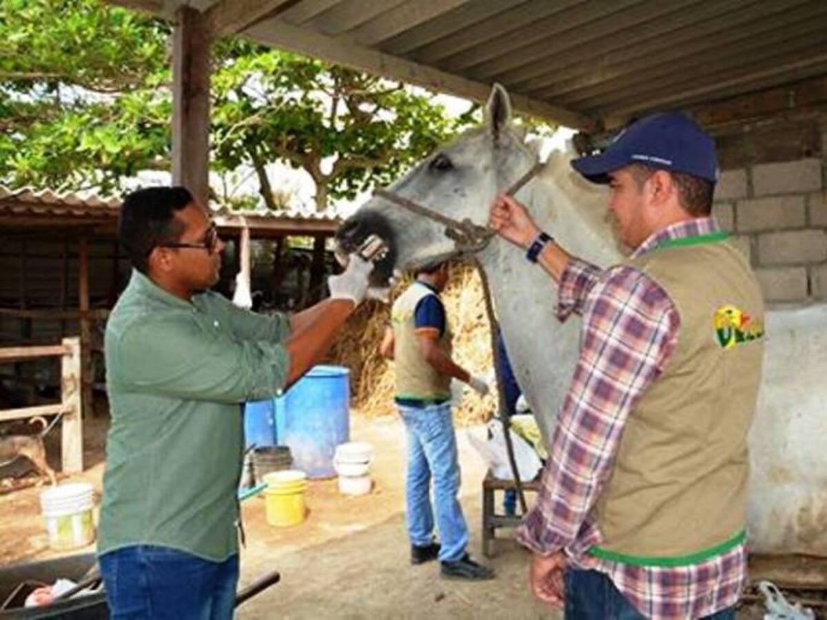 Umata sigue inspeccionando estado de los caballos cocheros