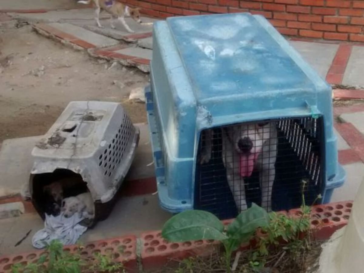 Perro que causó la muerte a bebé quedó a disposición de Secretaría de Salud de Barranquilla