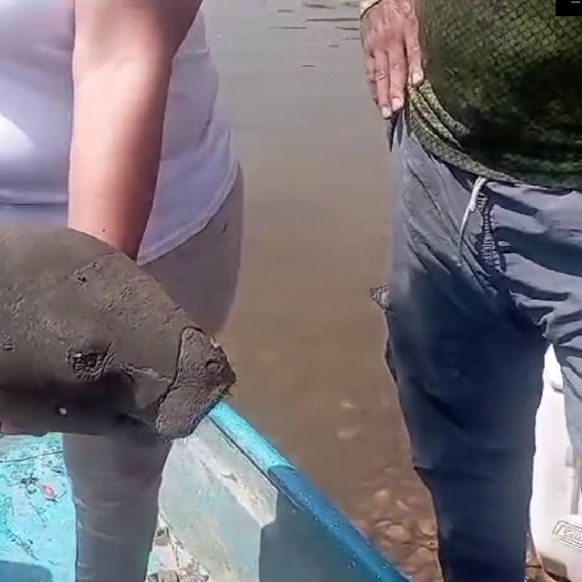 Hallan muerto un manatí bebé en Barrancabermeja