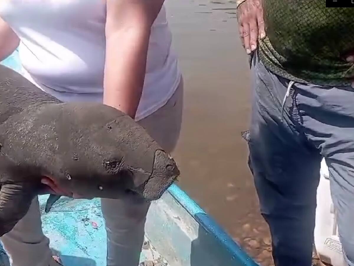 Hallan muerto un manatí bebé en Barrancabermeja