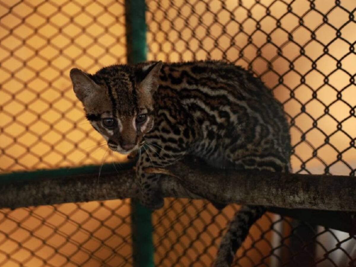 Tigrillo fue rescatado en Bolívar y se recupera en un hábitat similar