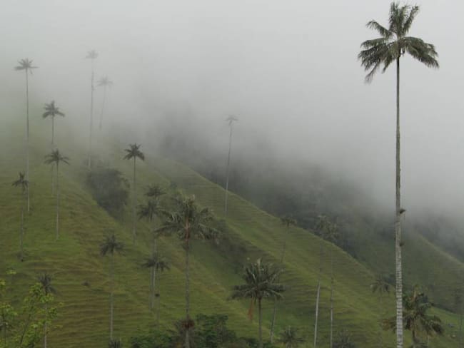 Ecosistemas colombianos. Foto: Colprensa. 