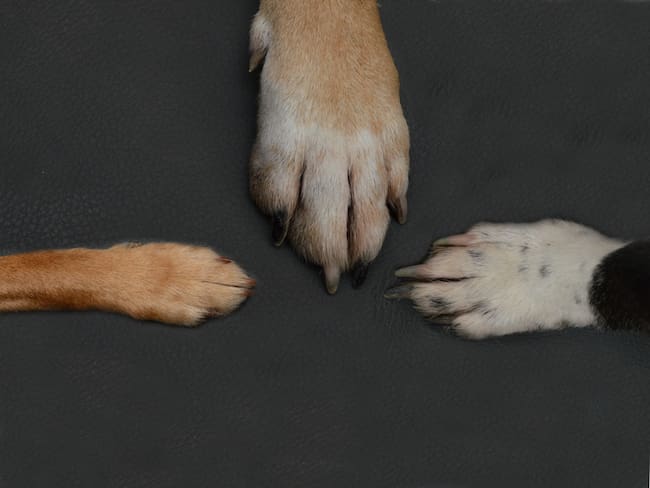 Patas de perro / Getty Images