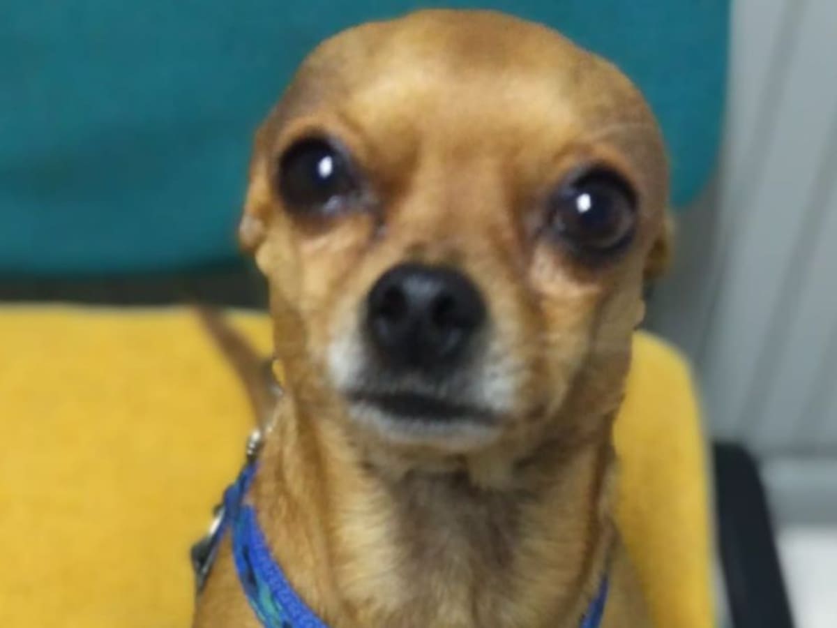 ¡De nuevo! Denuncian robo de un perrito en Bogotá