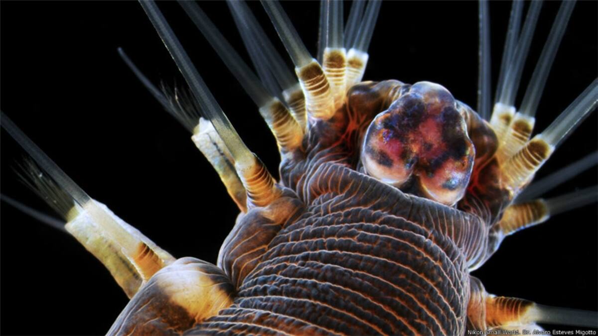 2º - Dr. Joseph Corbo, de la Escuela de Medicina de la Universidad de Washington. Imagen de la retina de un ejemplar de la llamada tortuga pintada (Chrysemis picta).