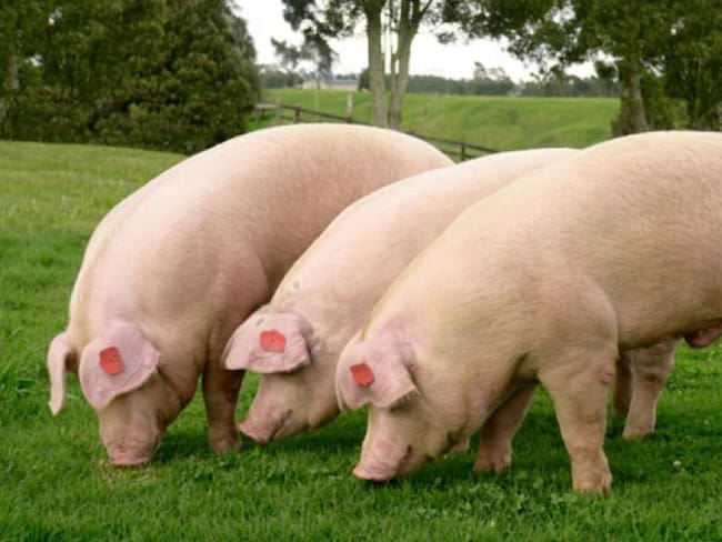 En los últimos 30 días se ha evidenciado una caída en el precio de esta proteína. Foto Redes Sociales.