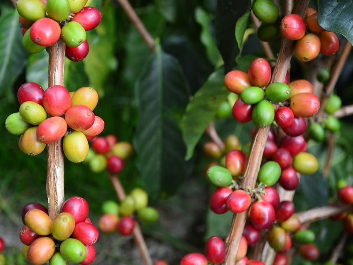 Desde Caldas celebran los precios históricos de la carga de café