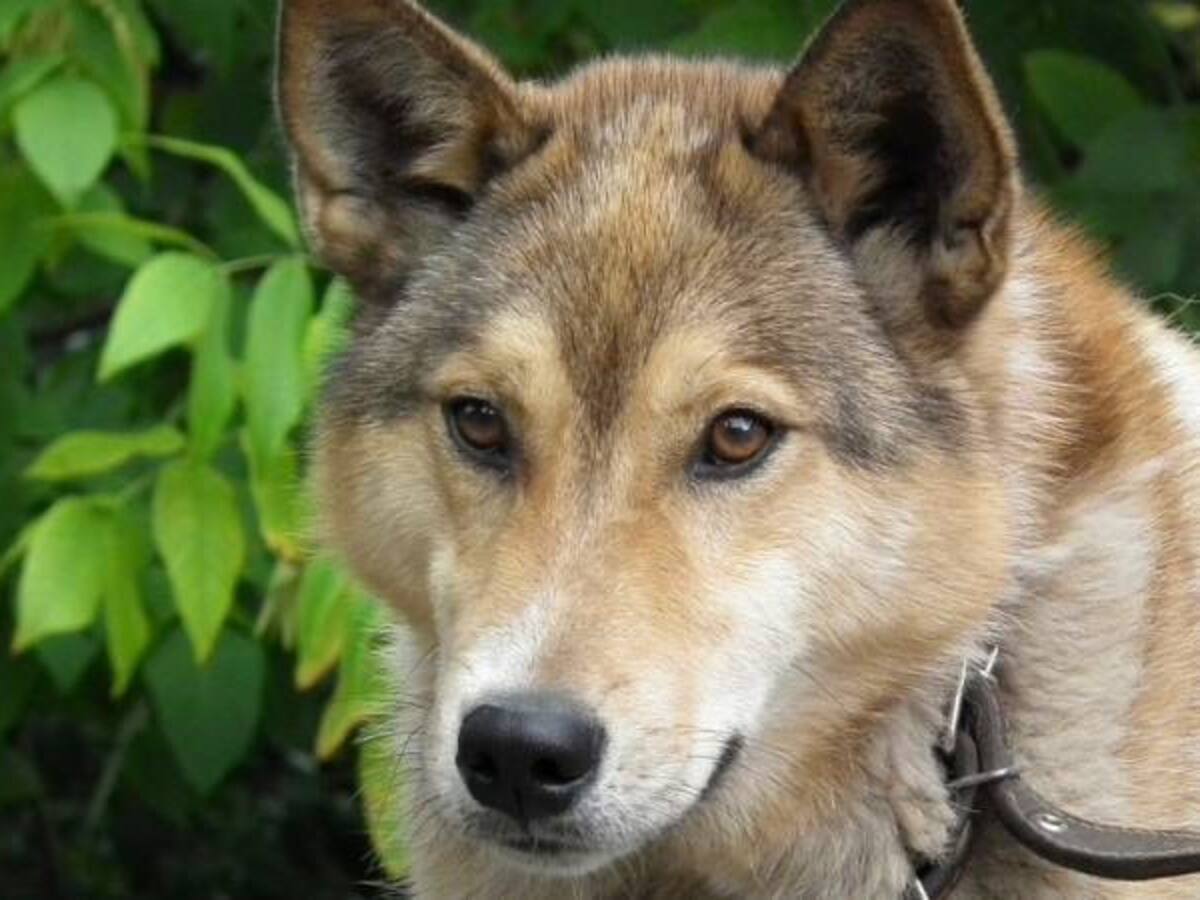 Hombre es salvado por su perro tras caer a un pozo helado