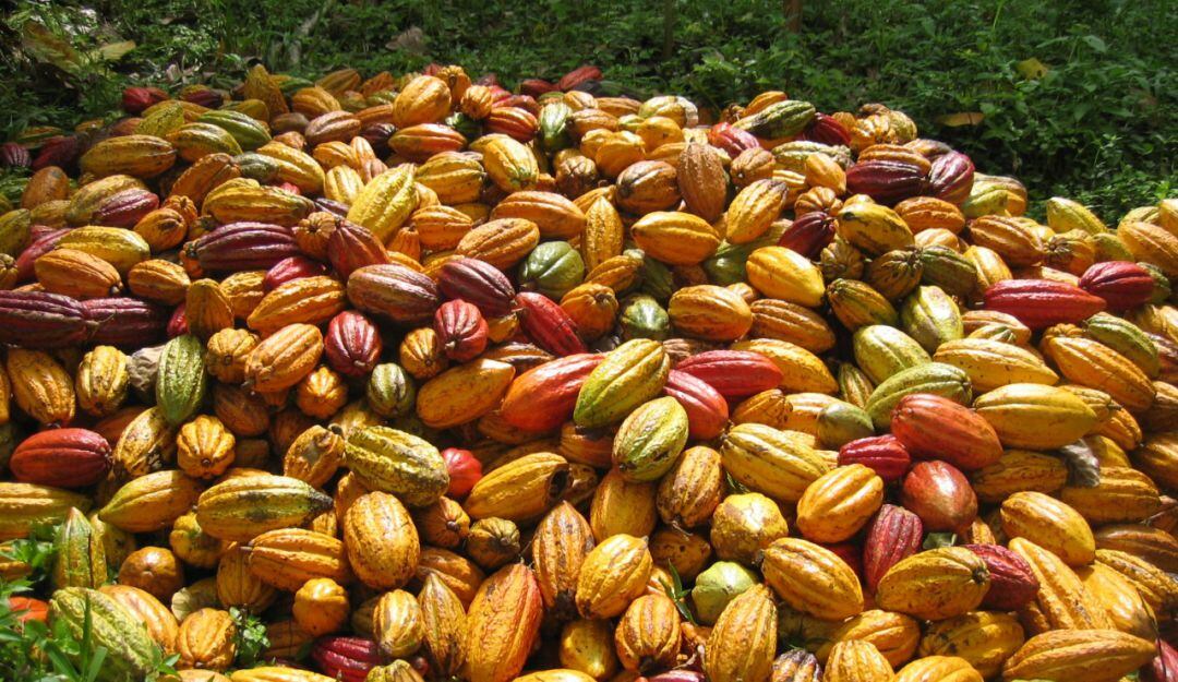 Cosecha de cacao