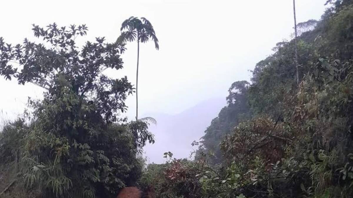 Paso restringido en la vía Quibdó-Medellín por seis derrumbes ocasionados por las lluvias